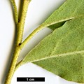 SpeciesSub: var. ciliatum